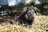 Terry (Roxie) : 